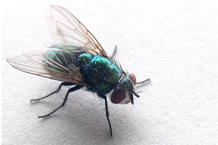close-up of a bluebottle fly