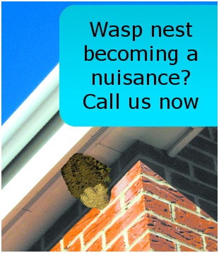a wasp nest affixed to the underside of UPVC guttering, with the caption "Wasp nest becoming a nuisance? Call us now!"
