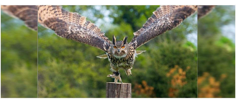 an owl paused, mid-launch